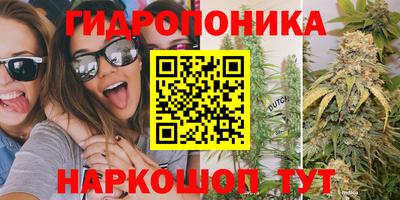 шишки Кандалакша